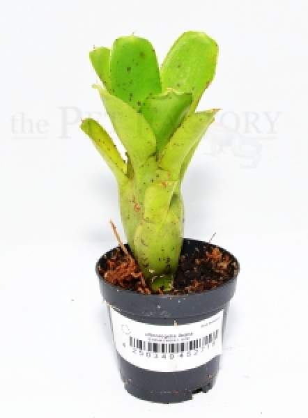 Neoregelia ileana